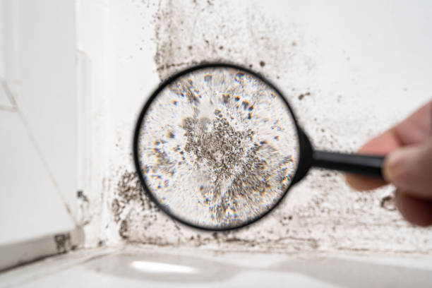 Best Environmental Consulting for Mold Prevention  in Morris Plains, NJ